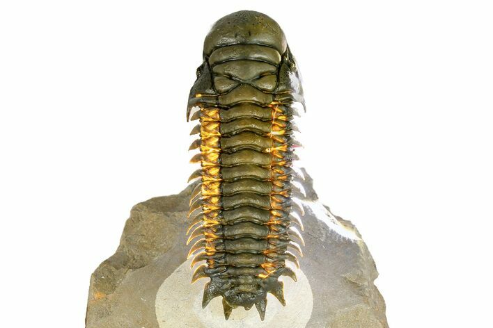 Crotalocephalina Trilobite - Rock Underneath Shell Removed #275333